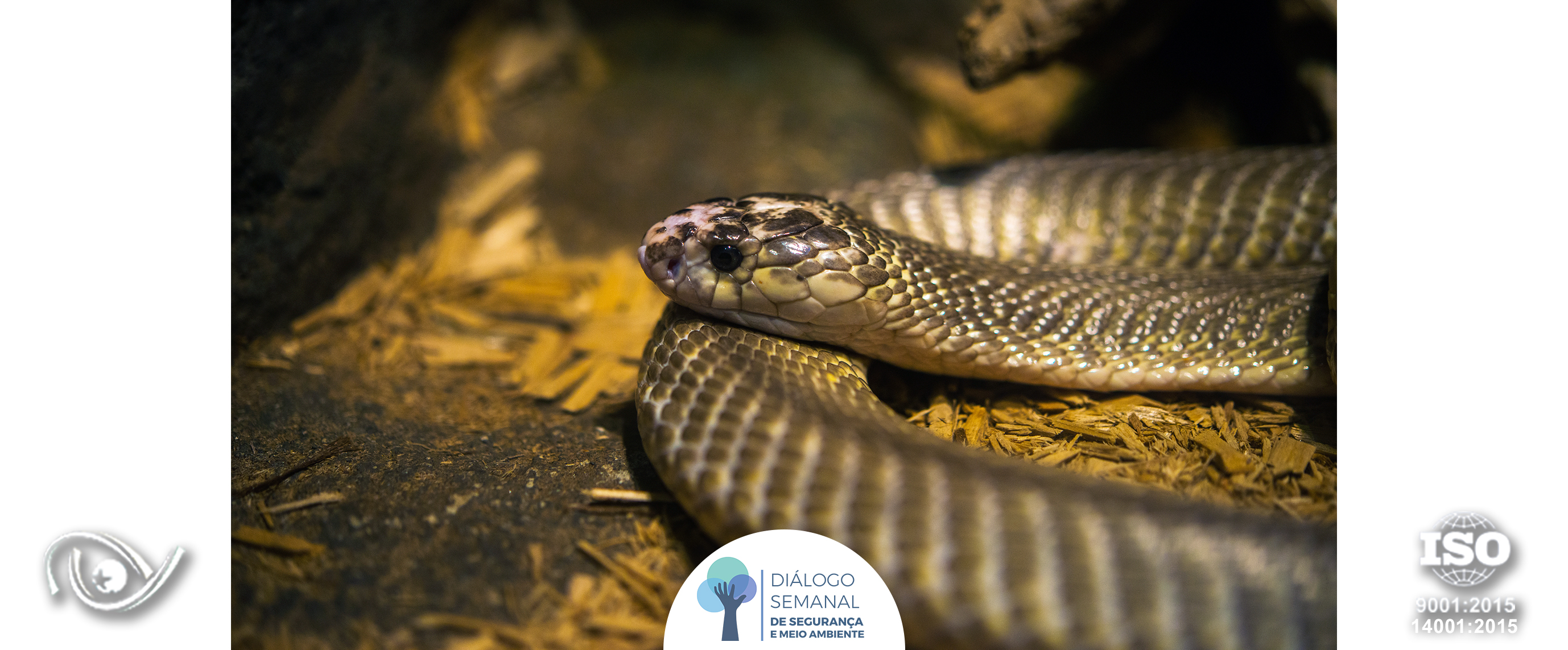 Cobras venenosas em Santa Catarina; saiba mais e quais os cuidados - NSC  Total